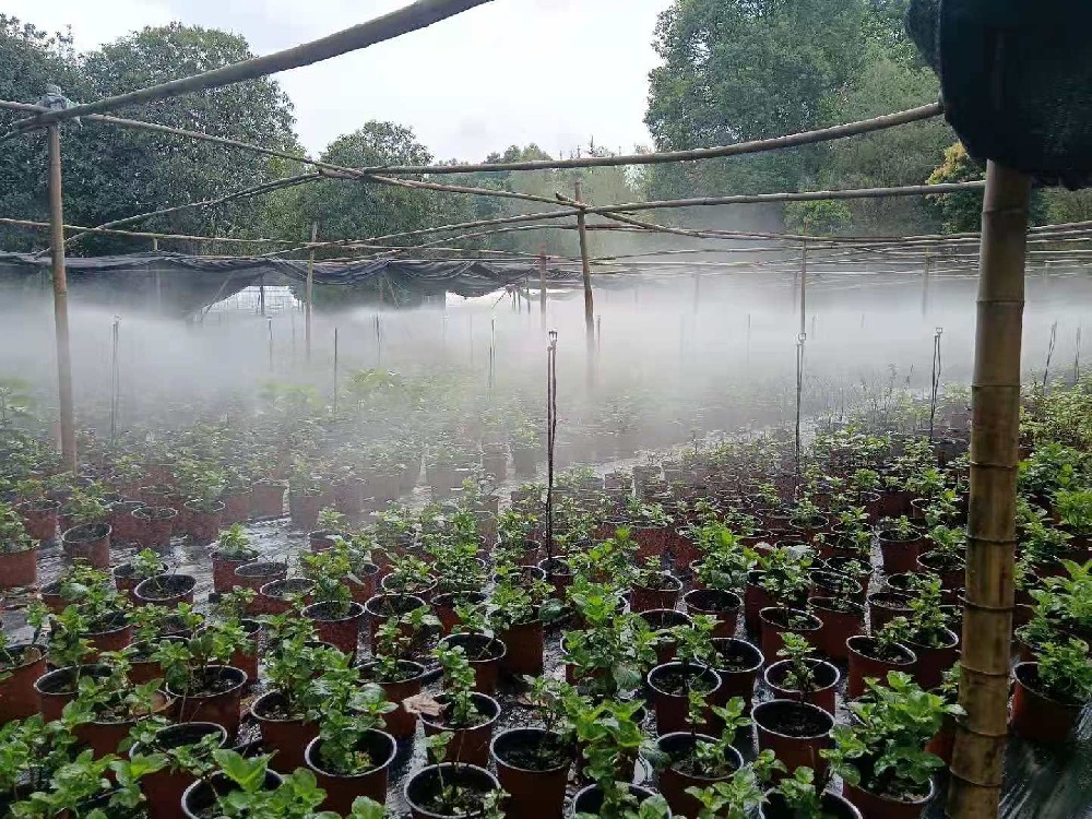 郫都繡球花項(xiàng)目