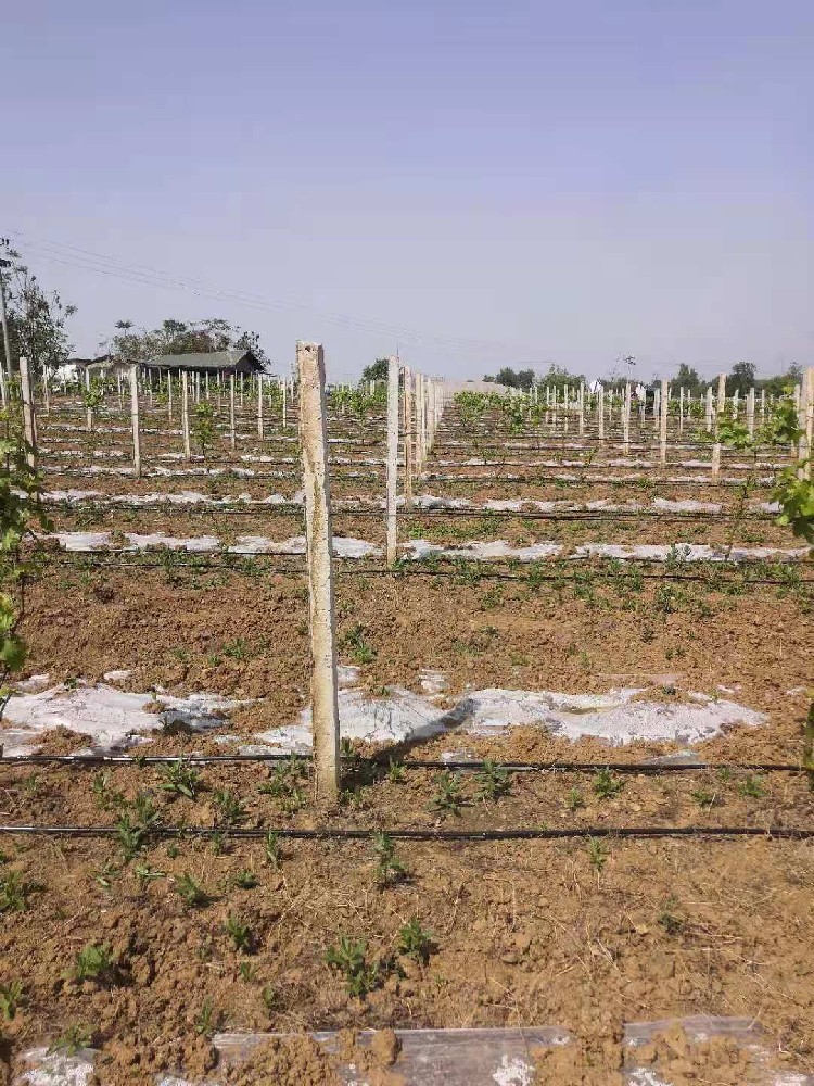 盤(pán)錦船山區(qū)住云麥種植家庭農(nóng)場(chǎng)