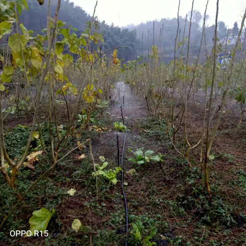 太安蠶桑園一號(hào)項(xiàng)目