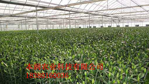 綿陽美真百合花基地噴灌項(xiàng)目