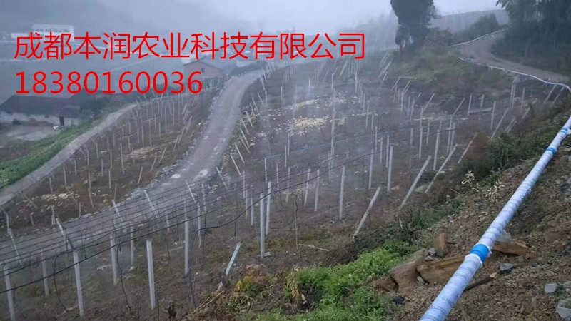 廣安鄰水縣獼猴桃吊掛微噴項(xiàng)目