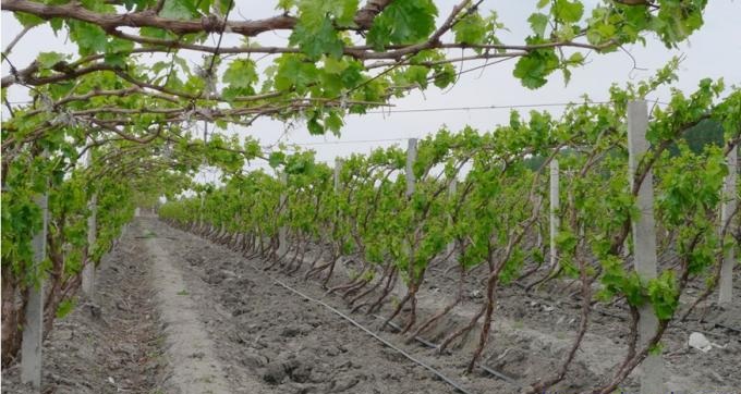 樂山市五通橋區(qū)葡萄園滴灌項目