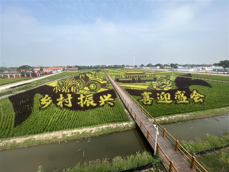 天津市多措并舉推進(jìn)小站稻綠色高質(zhì)高效發(fā)展