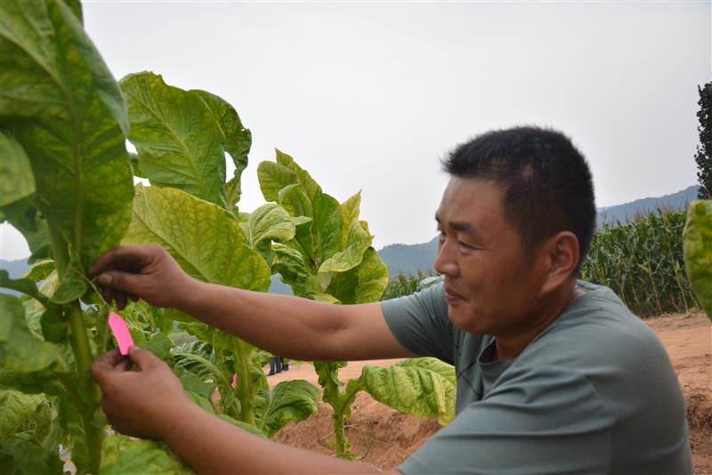 劉金國在試驗示范煙田設(shè)置標(biāo)識。