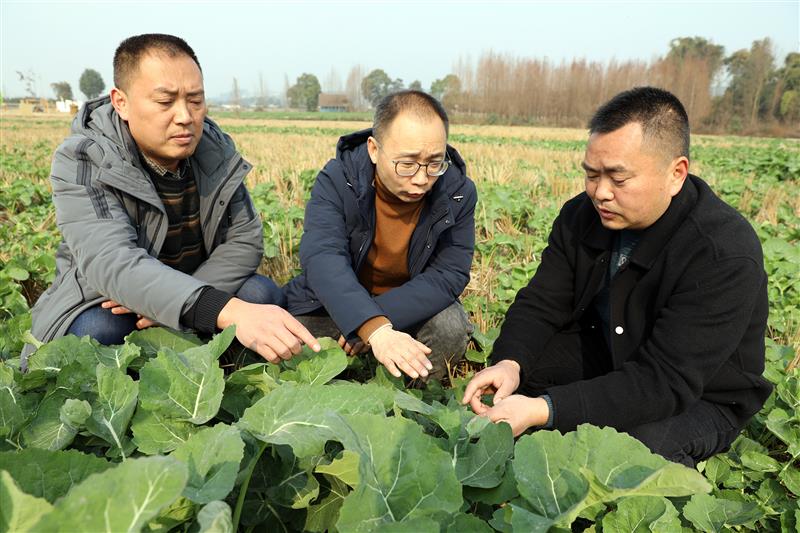 丹棱縣農(nóng)業(yè)專家正在對(duì)農(nóng)業(yè)生產(chǎn)中的問題進(jìn)行解答和技術(shù)指導(dǎo)。